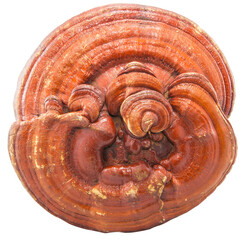 Giant Lingzhi mushroom, perfect condition, full of properties.