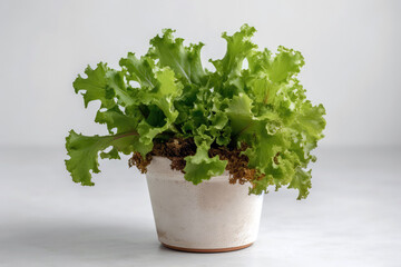 Leaf Lettuce Growing In White Pot On White Background. Generative AI