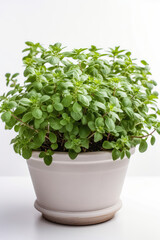 Fototapeta premium Oregano Growing In White Pot On White Background. Generative AI