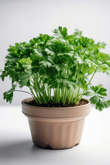 Parsley Growing In White Pot On White Background. Generative AI
