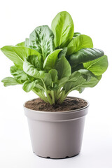 Obraz premium Peking Cabbage Growing In White Pot On White Background. Generative AI