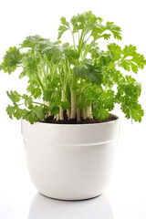 Parsnip Growing In White Pot On White Background. Generative AI