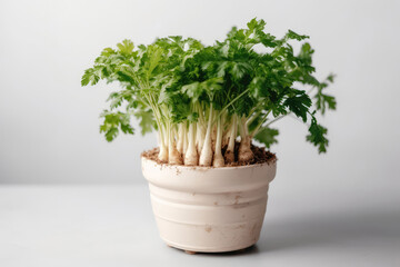 Parsley Root Growing In White Pot On White Background. Generative AI