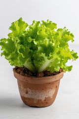 Romano Lettuce Growing In White Pot On White Background. Generative AI