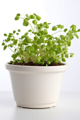 Peas Growing In White Pot On White Background. Generative AI