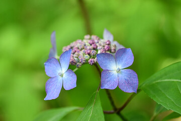 青紫色のガクアジサイ