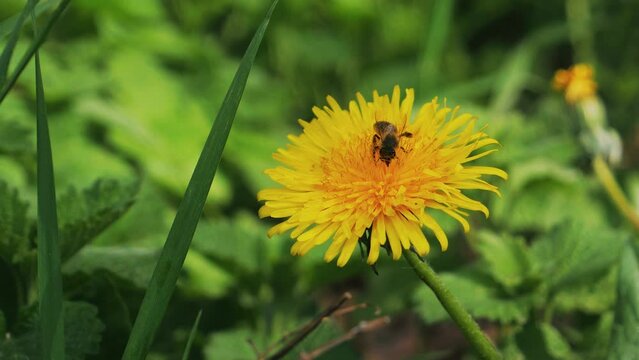 Bee collects honey from a dandelion. Wasp and bee fight for a flower. 4K slow motion footage