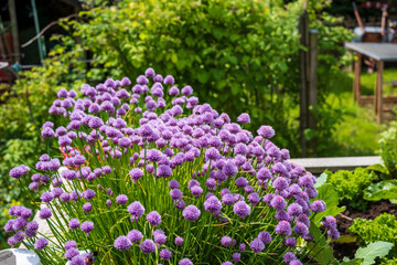 chive blooms