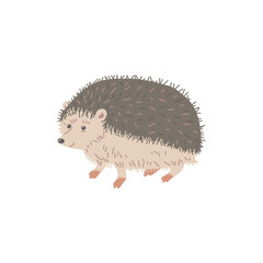 Cute hedgehog animal, flat vector illustration isolated on white background.