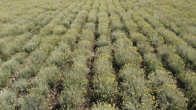 4K aerial footage of immortelle field