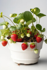Strawberries Growing In White Pot On White Background. Generative AI