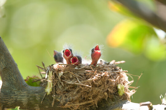 Sardinian warbler chicks (Curruca melanocephala) in nest