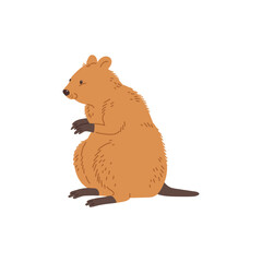 Cute adorable quokka Australian animal flat vector illustration isolated.