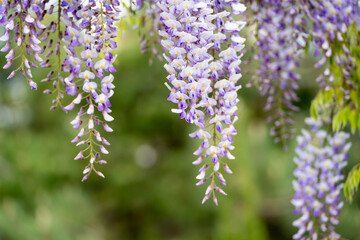 Blooming Wisteria Sinensis with classic purple flowers in full bloom in hanging racemes against a green background. Garden with wisteria in spring.