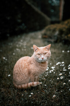 Cute cat sitting in garden outdoor