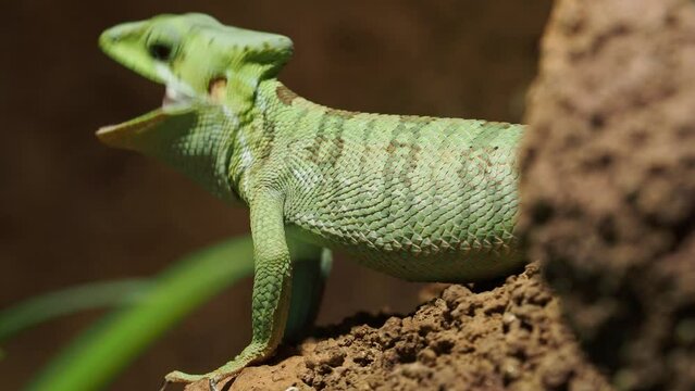 Eastern casquehead iguana (Laemanctus longipes)