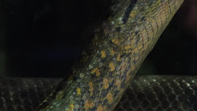 Green anaconda (Eunectes murinus). Big anaconda underwater.