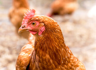 A red laying hen lives on an organic farm. Raising poultry for meat and eggs