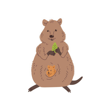 Cute mother quokka with smiling cub holding eucalyptus leaf flat style