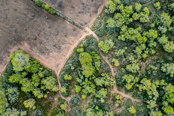 Spain, Balearic Islands, Formentera, Drone view of green trees surrounding empty field