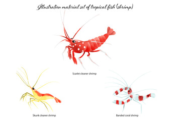 Illustration material set of tropical fish (shrimp)
