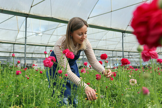 Farmer harvesting pink Ranunculus flowers in greenhouse