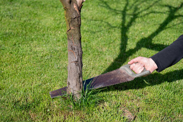 Cutting branches and felling or grubbing dead trees in the spring. Seasonal pruning of trees. The bark on the trunk is damaged. In the hand of the gardener saw. Fruit tree