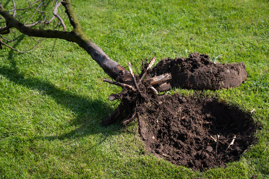 Cutting branches and felling or grubbing dead trees in the spring. Seasonal pruning of trees. A tree with severed roots and damaged bark is lying on the grass. Fruit tree