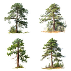 Realistic loblolly Pine Tree, 4 variations. AI generated
