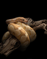 Yellow python with brown spots wrapped around a curved branch. A portrait of a ball python against a black background. Pet snake with dark eyes. Exotic pet portrait.Vertical photo of regius