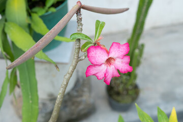 Japanese frangipani flower (adenium) with stick fruit in the garden