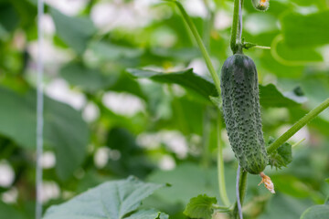 Organic cucumbers cultivation. Closeup of fresh green vegetables ripening in glasshouse