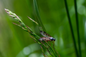 farbiges Fluginsekt auf Grashalm vor grüner Wiese, Rhagio scolopaceus