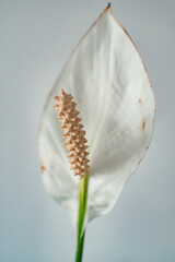 Minimalistic photography of a white flower against white simple background
