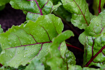 Beetroot leaves in the garden. Beetroots grown for edible root and colourful salad leaves. Organic food. Macro