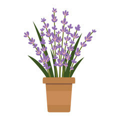 Blossom lavender in a pot, cartoon style. Trendy modern vector illustration isolated on white background, hand drawn, flat design