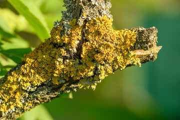 Pęknięta gałąź  na drzewie zarośnięta żółtymi porostami.  © Paweł Kacperek