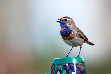 The bird Bluethroat  next to the speaker listens to music.