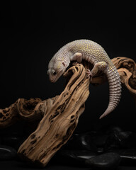 Eublefar with a thick tail sits on a sinuous snag. Lizard climbs on a beautiful branch on a dark background. Exotic pet portrait in studio. High quality vertical photo of leopard gecko