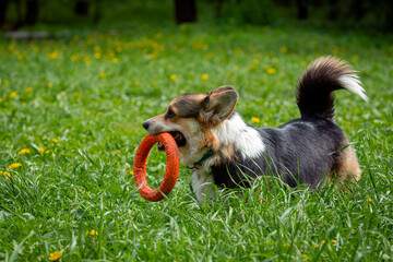 A Welsh Corgi dog with a ring toy in its mouth is playing in the grass...
