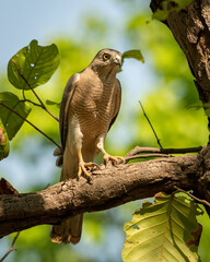 Shikra or Accipiter badius or little banded goshawk bird closeup perched in natural green background in hot summer season outdoor wildlife safari at bandhavgarh national park madhya pradesh india asia