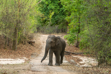 Fototapeta premium wild aggressive asian elephant or Elephas maximus indicus roadblock walking head on in summer season and natural green scenic background safari at bandhavgarh national park forest madhya pradesh india