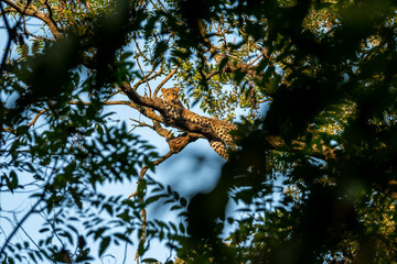 wild male leopard or panther or panthera pardus fusca with eye contact resting on natural green...