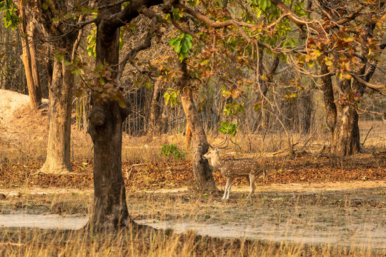 big antler male spotted deer or chital or axis deer or axis axis in wild natural dry hot summer season habitat in outdoor wildlife safari at bandhavgarh national park forest madhya pradesh india asia