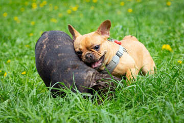 Fototapeta premium Two French bulldog dogs play on a field of dandelions.
