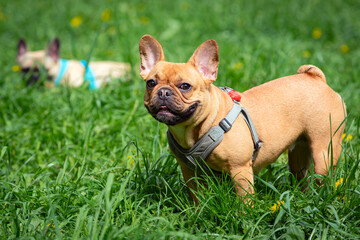 French Bulldog breed dog swears at photographer