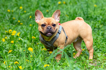 Fototapeta premium A french bulldog standing in a field of grass