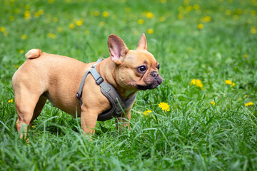 A charming young French bulldog walks in a summer park.