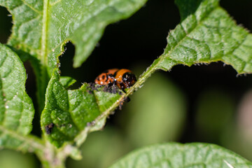 Colorado beetle. Young Colorado beetle sit on a potato leaf. Close-up