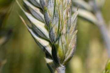 Fresh young wheat ear in the morning light close-up macro in nature on a light green background